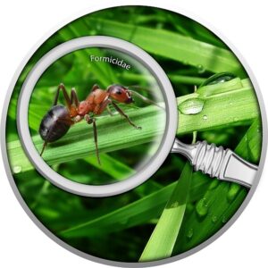 Silver coin "Ant - the Secret Garden" 17.50g