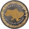 Sidabrinė moneta „Ukraina – Laisvės žemė” 2024, 1 oz
